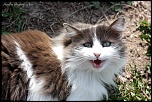 Et un de plus...-img_9496.jpg