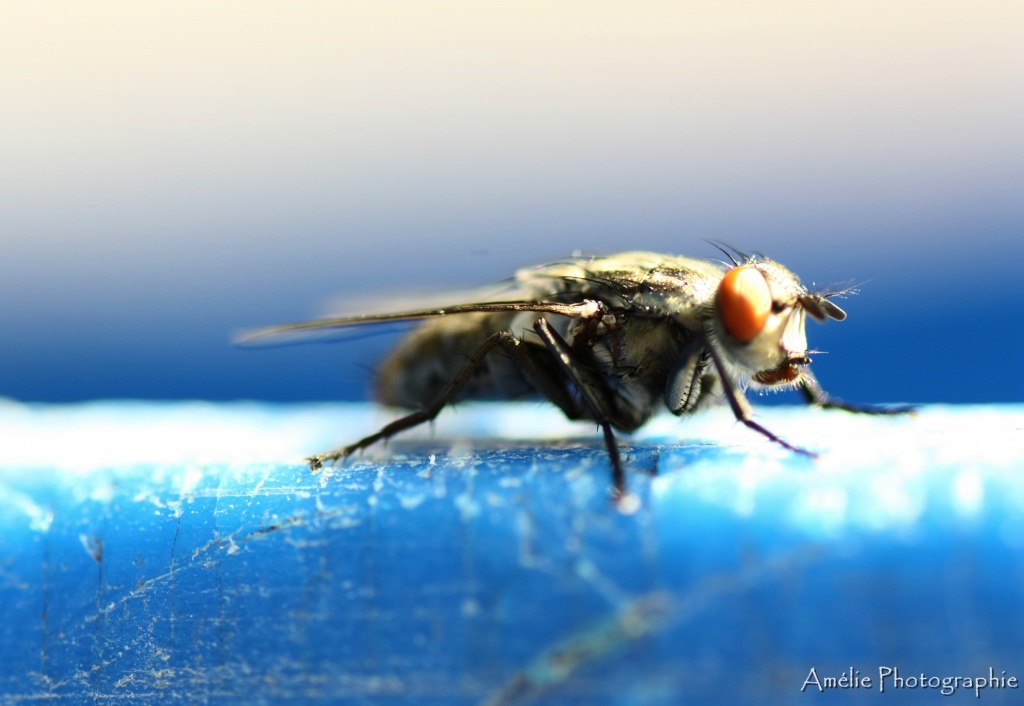 Et un de plus...-img_9378.jpg