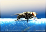 Et un de plus...-img_9378.jpg