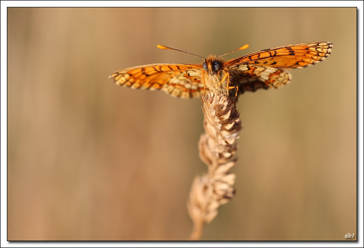 -40d_6345-cs-cadre2.jpg