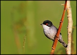 Mise en ligne de vos photos-tete-noire.jpg