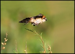 Mise en ligne de vos photos-pie-senator-en-vol.jpg