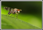 flash Metz 44AF4-C-40d10603-cs-2-cadre2.jpg