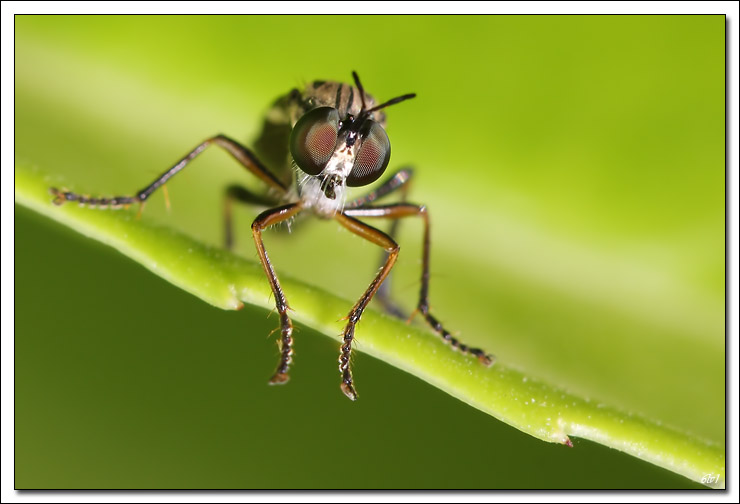 flash Metz 44AF4-C-40d_4678-cs-cadre2.jpg