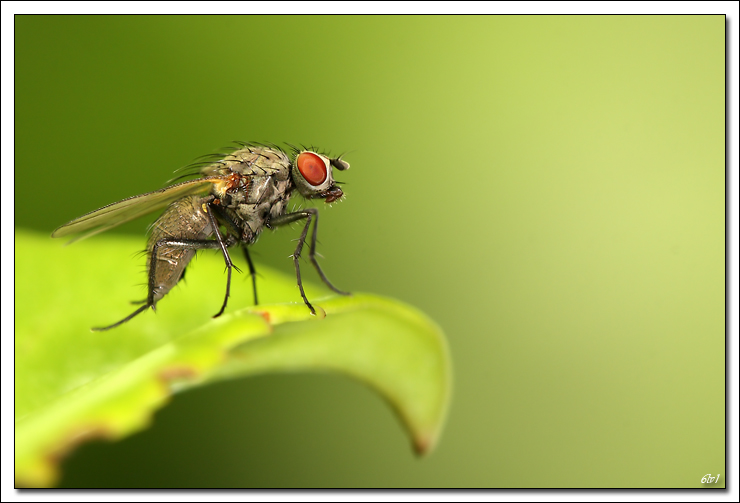 flash Metz 44AF4-C-40d10650-cs-cadre2.jpg