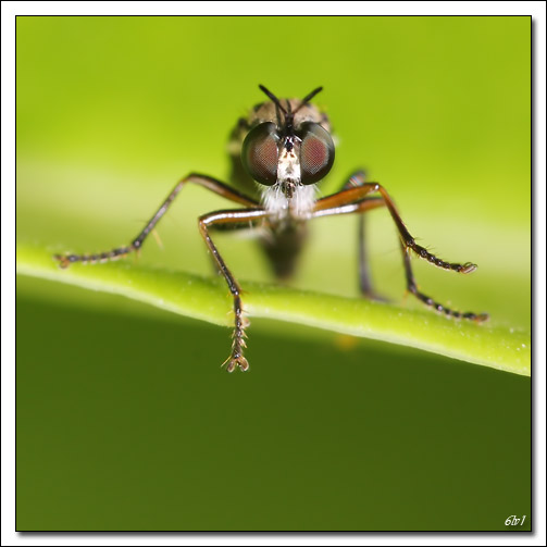 flash Metz 44AF4-C-40d_4673-cs-cadre2.jpg