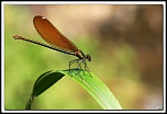 -img_6078-cs-pr-cadre2.jpg