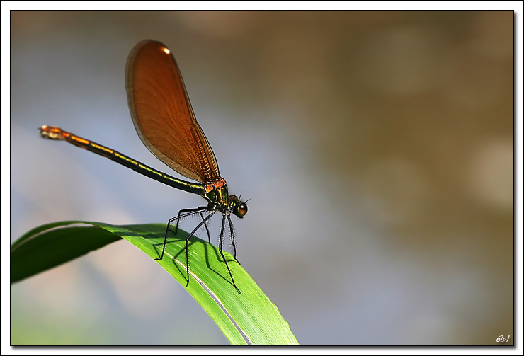 -img_6074-cs-pr-cadre2.jpg