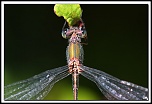 -40d_7784-cs-cadre2.jpg
