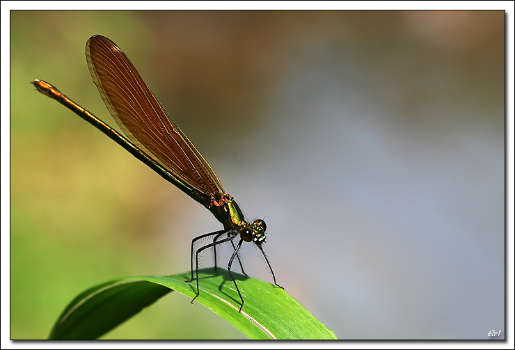 -img_6091-cs-pr-cadre2.jpg