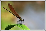 -img_6091-cs-pr-cadre2.jpg