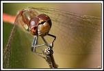 -40d_8236-cs-4-cadre2.jpg