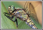 -40d_5316-cs-cadre2.jpg