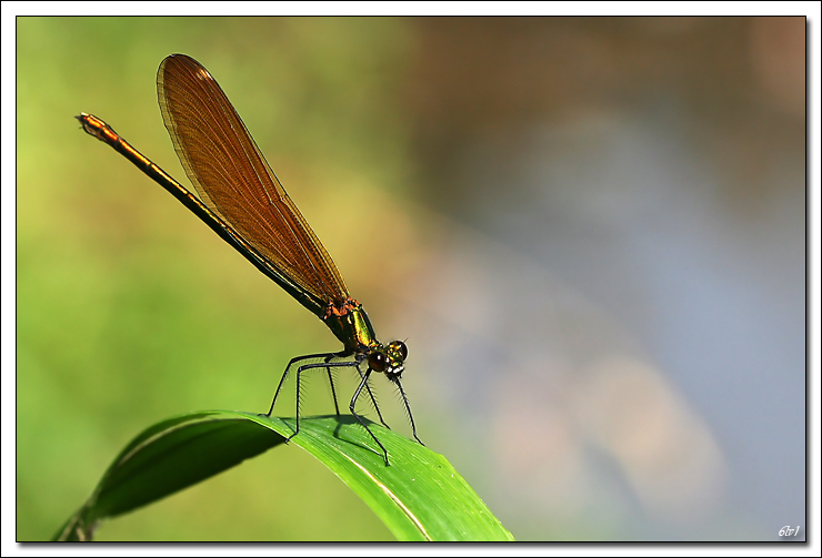 -img_6082-cs-pr-cadre2.jpg