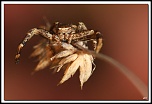 -40d_8029-cs-cadre2.jpg