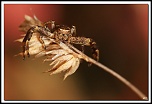 -40d_8032-cs-cadre2.jpg
