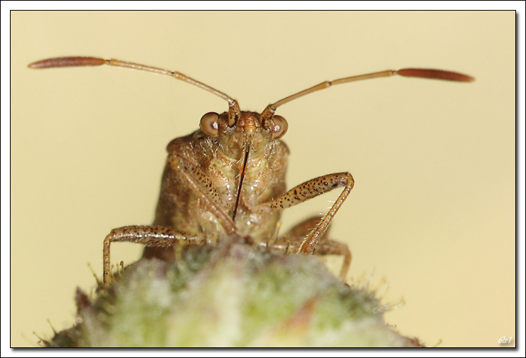 flash Metz 44AF4-C-40d_7921-cs-2-cadre2.jpg