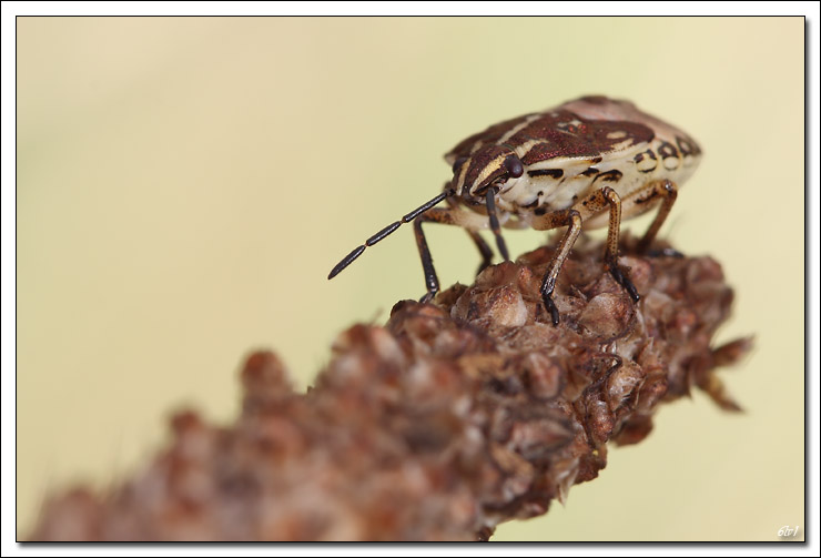 flash Metz 44AF4-C-40d_7844-cs-cadre2.jpg