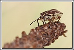 flash Metz 44AF4-C-40d_7844-cs-cadre2.jpg