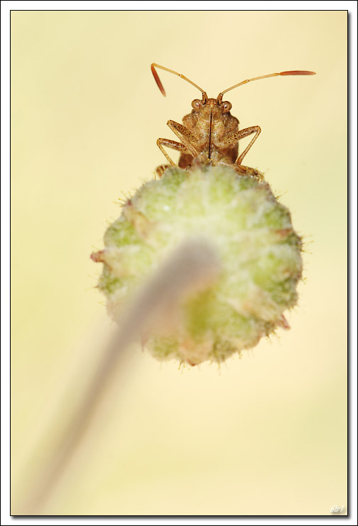 flash Metz 44AF4-C-40d_7924-cs-2-cadre2.jpg