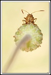 flash Metz 44AF4-C-40d_7924-cs-2-cadre2.jpg