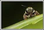 flash Metz 44AF4-C-40d10258-cs-3-cadre2.jpg