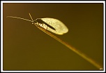 flash Metz 44AF4-C-img14027-cs-cadre2.jpg