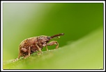 flash Metz 44AF4-C-40d10572-cs-cadre2.jpg