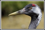 -img14452-cs-cadre2.jpg