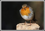 -40d_9310-cs-2-cadre2.jpg