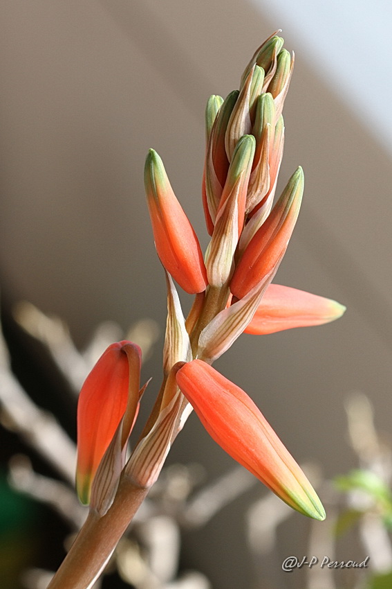 70-300 Sigma APO-cactus-0044.jpg