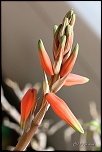 70-300 Sigma APO-cactus-0044.jpg