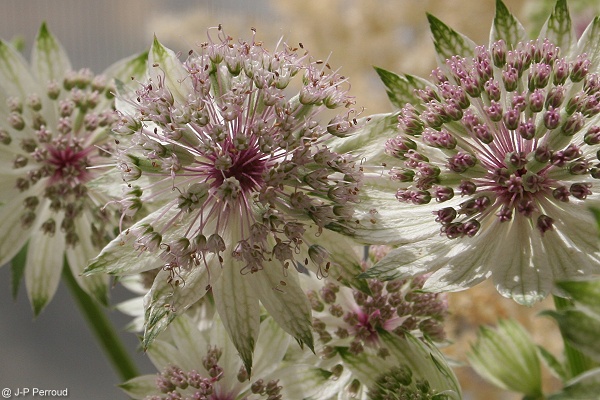 70-300 Sigma APO-fleurs-0029.jpg