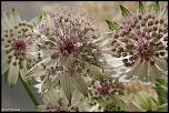 70-300 Sigma APO-fleurs-0029.jpg