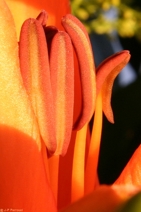 70-300 Sigma APO-fleurs-0037.jpg