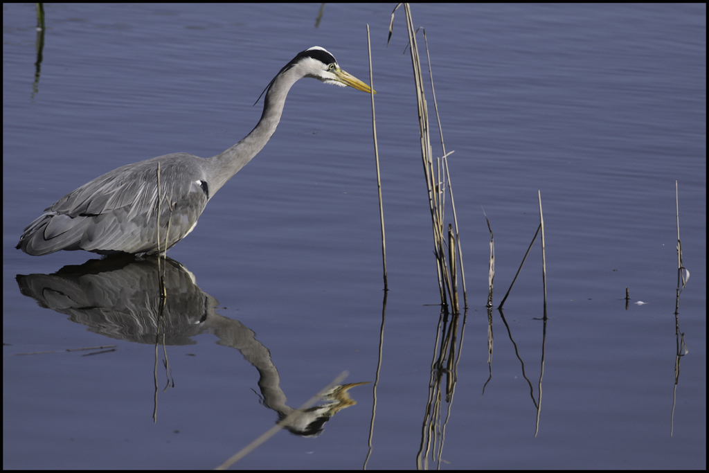 -heron-1.jpg
