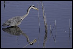 -heron-1.jpg
