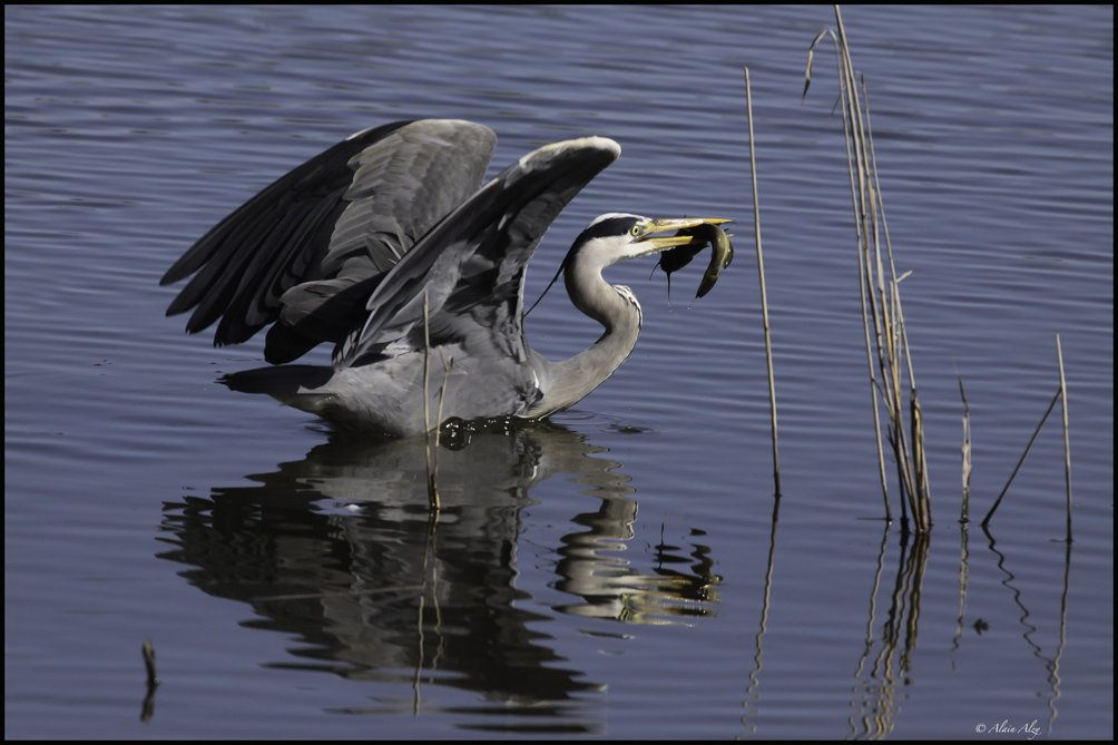 -le-heron-et-le-poisson-chat.jpg