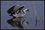 -le-heron-et-le-poisson-chat.jpg
