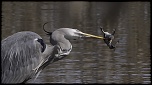-img_6214-copie.jpg