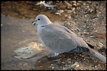 Coucouuuuu &#33;-eos0002.jpg