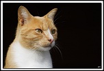 -img15284-cs-cadre2.jpg