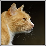 -img15291-cs-cadre2.jpg
