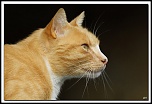 -img15290-cs-cadre2.jpg