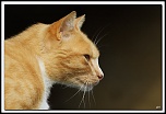 -img15288-cs-cadre2.jpg