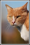 -40d_1704-cs-cadre2.jpg