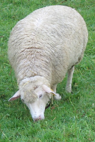 mouton000