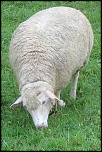 mouton000