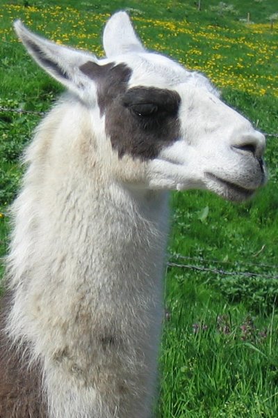 lama