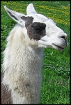 lama